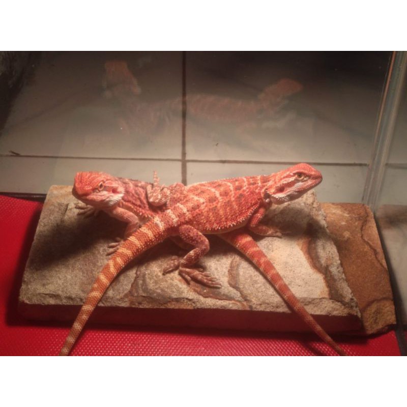 BEARDED DRAGON RED HET HYPO PH TRANS KHUSUS COD jabodetabek