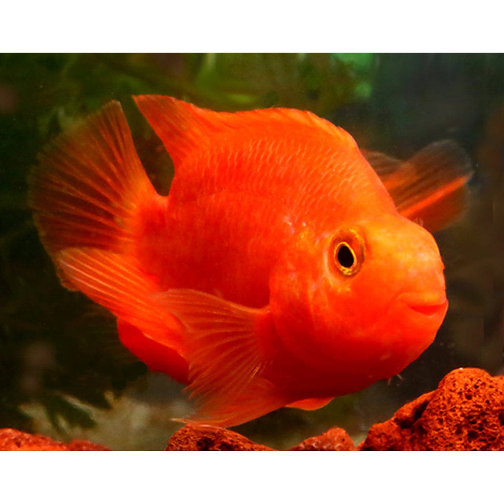 Ikan Parrot Red Blood - Ikan Hias Red Blood Parrot Cichlid