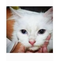 Kucing persia odd eye mata belang