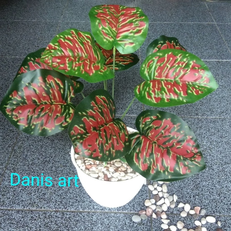 Tanaman hias set keladi merah keladi palsu keladi artificial