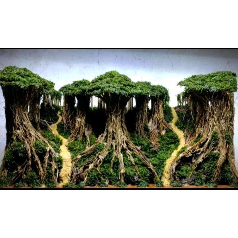 hardscape jungle hutan pesanan buat tank 60 cm
