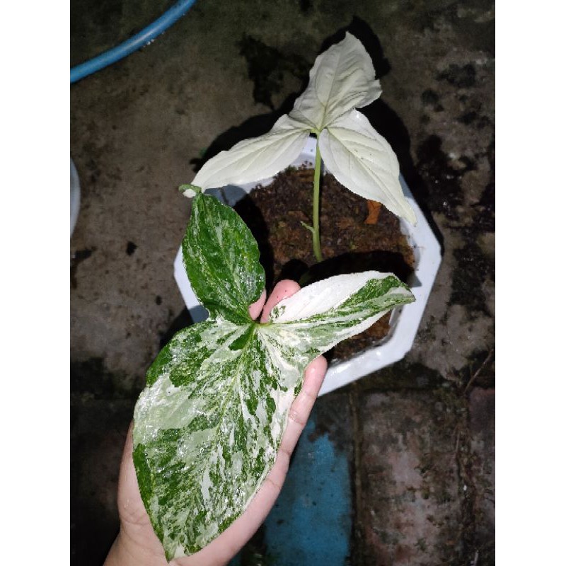 Syngonium varigata putih