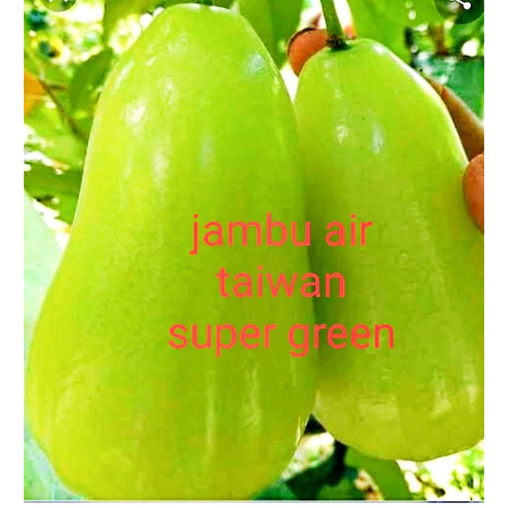 Bibit jambu taiwan super green