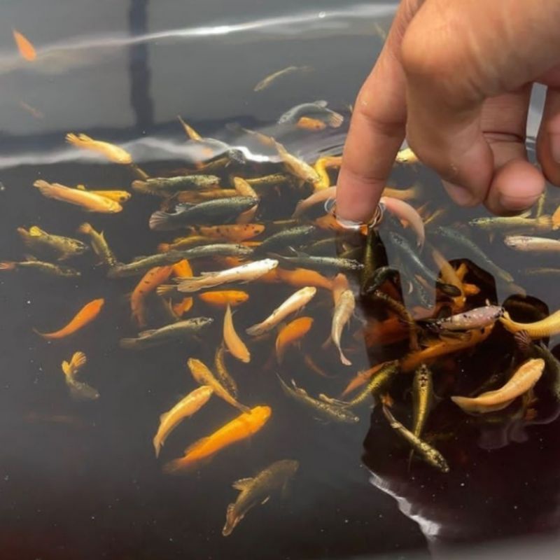 BURAYAK CUPANG UMUR 1 BULAN KOI GALAXY,HALFMOON