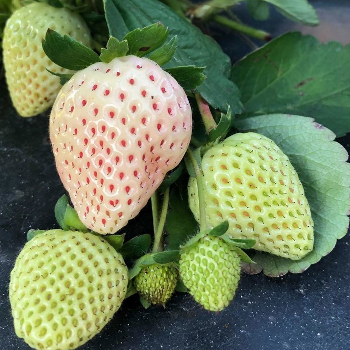 10 Benih Bibit Stroberi Putih White Strawberry Premium California Strowbery Unggul Strobery Super