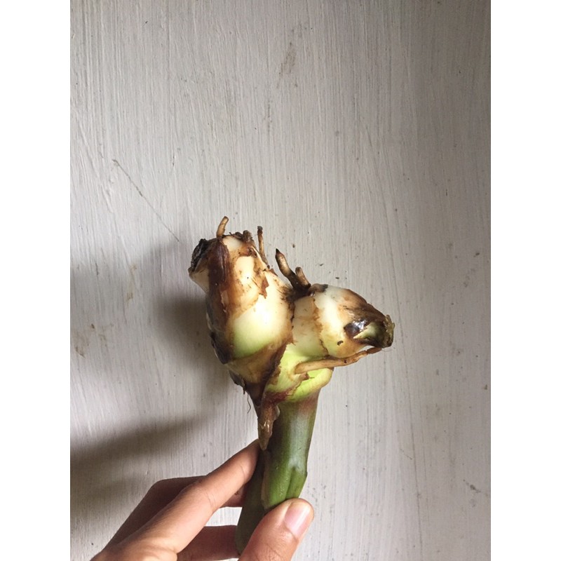 

umbi ganyong