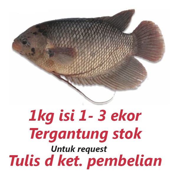 Ikan Gurame Segar 1kg