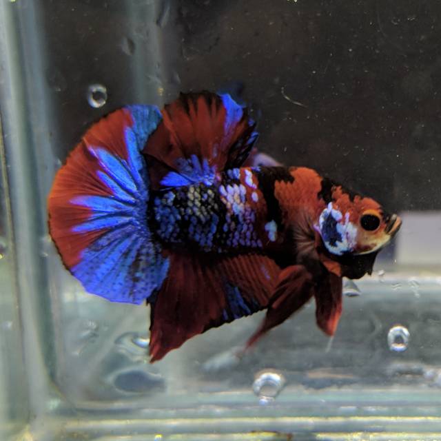 Cupang Red Koi Galaxy Masking