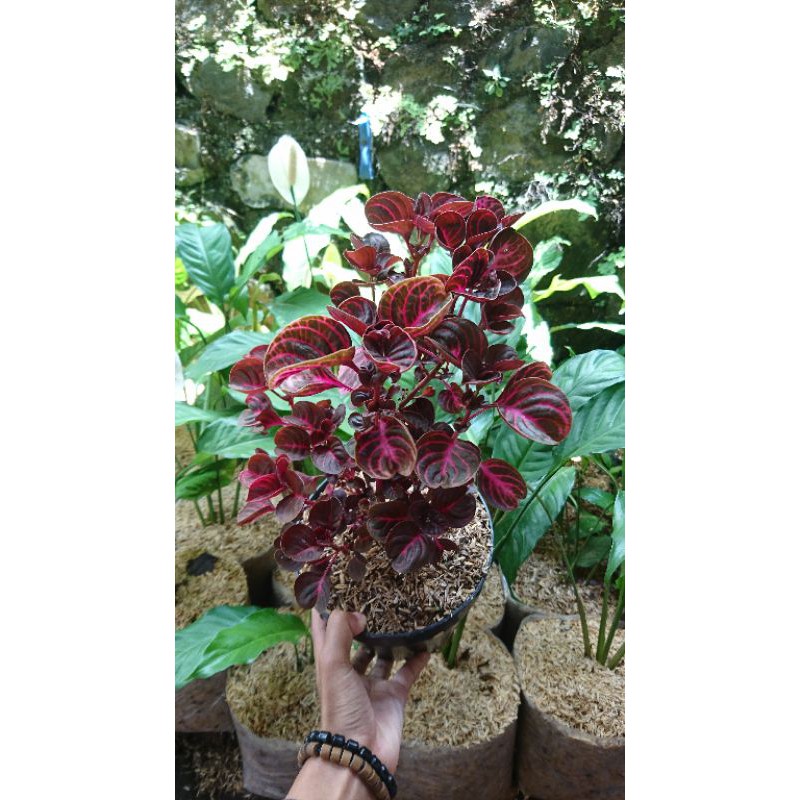 tanaman miana tanaman hias tamana miana murah