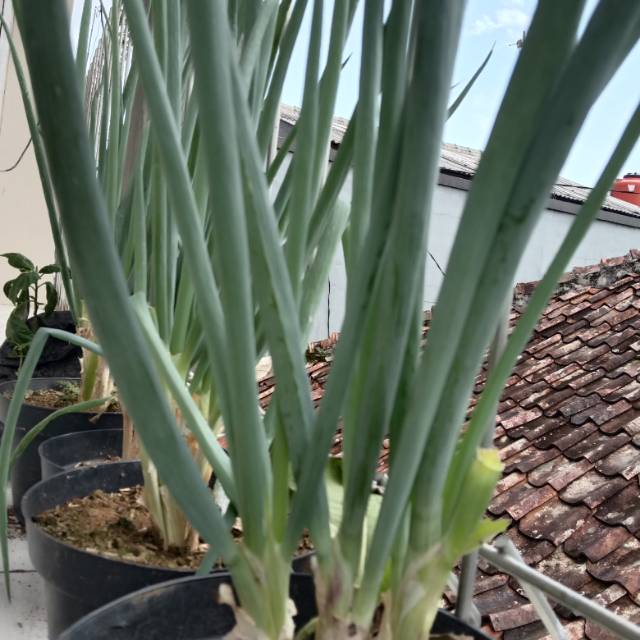 Bibit tanaman bawang daun bibit bawang bakung