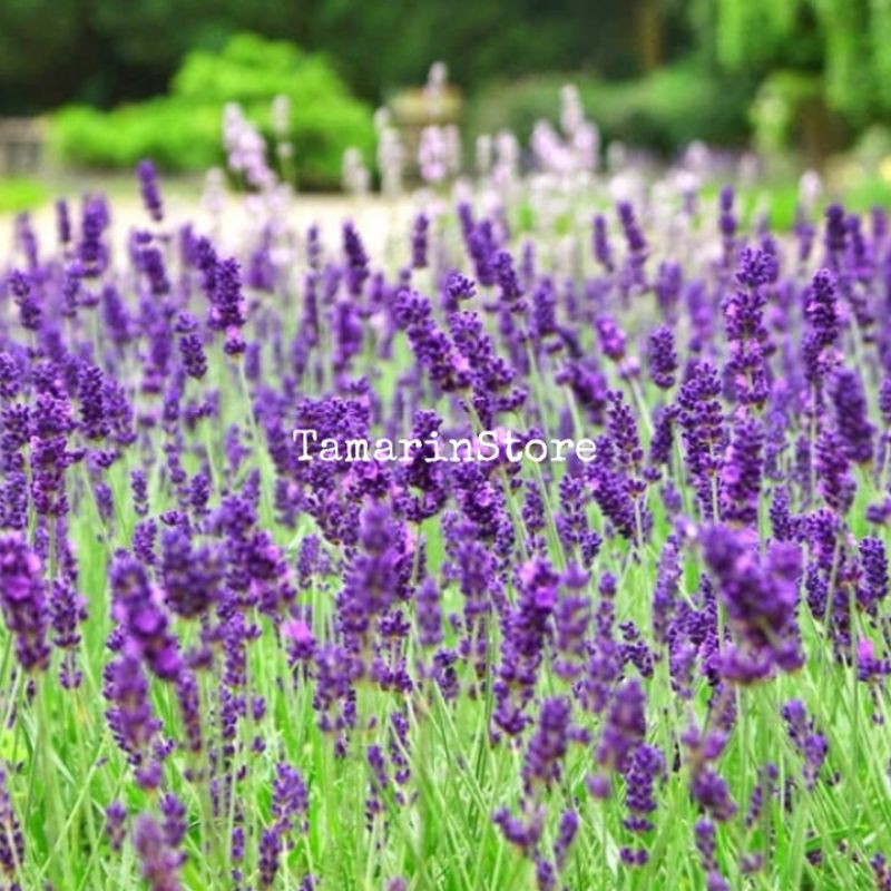 Biji Benih Bunga Lavender Import Hight Quality Seeds - 10 biji