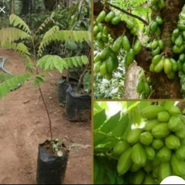 Tanaman Blimbing Wuluh-pohon Blimbing Wuluh/Tabulapt