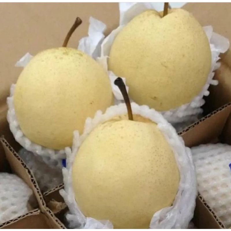 

BUAH PEAR MADU FRESH BANYAK AIR DAN MANIS