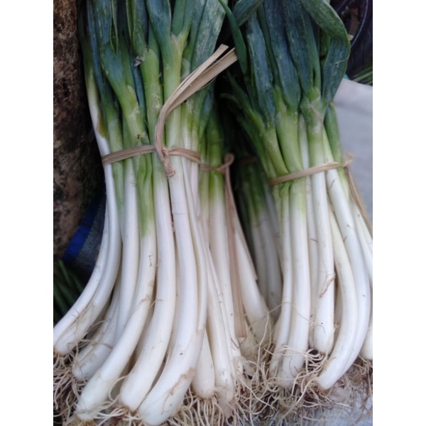 

Daun Pre Bawang Onclang segar ikat