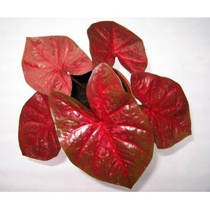 Bibit Caladium Red Devil Caladium Tanaman Hias Murah