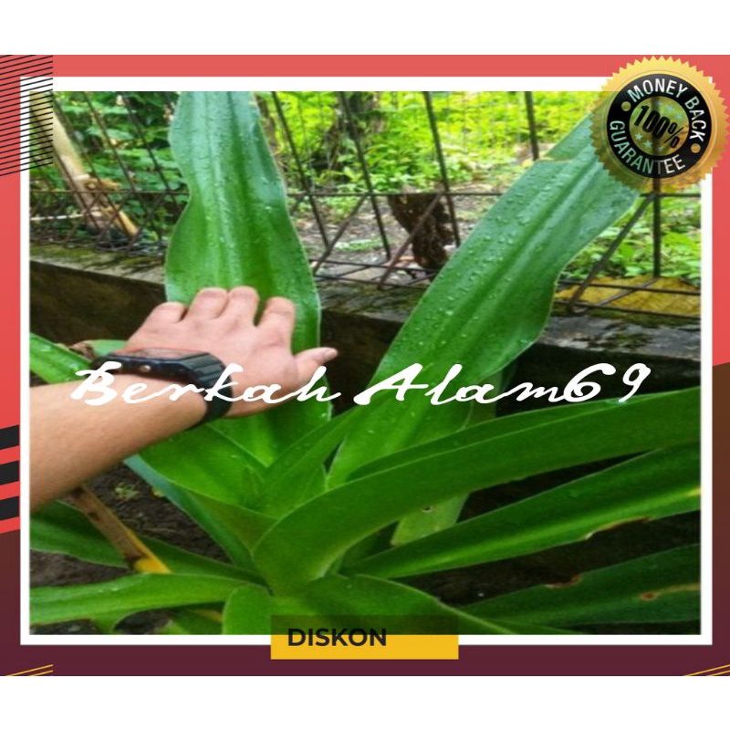 

Daun Bakung Segar 300gram