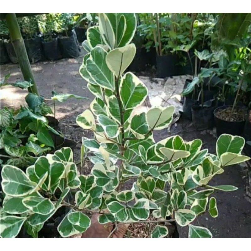 tanaman beringin kupu kupu varigata/beringin kupu varigata