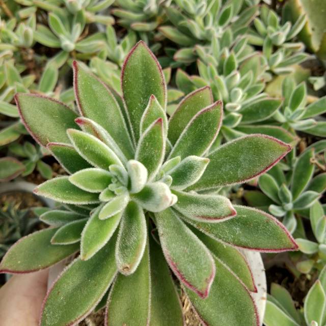 Echeveria Pulvinata Big Shopee Indonesia