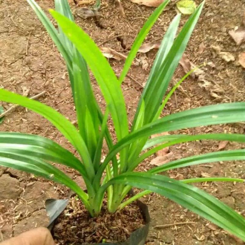 

Pandan Wangi