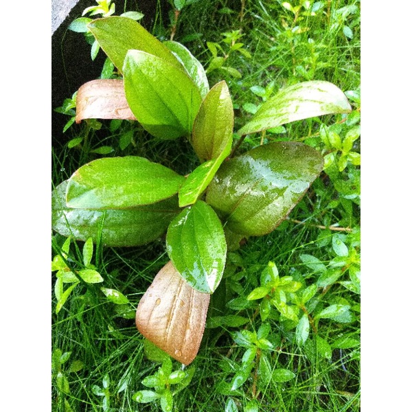 Echinodorus Arjuna