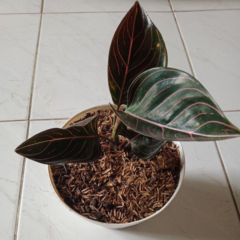 Jual bunga rotundum | Shopee Indonesia
