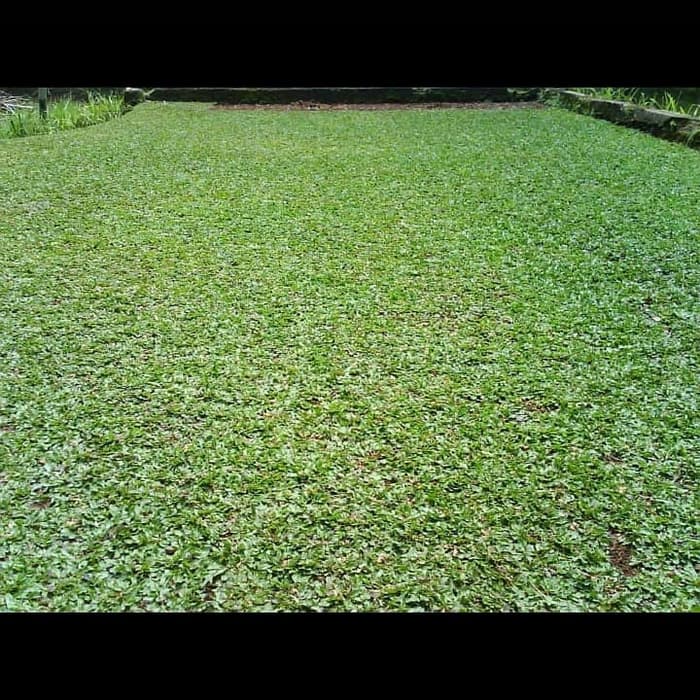 rumput gajah mini per 1meter..