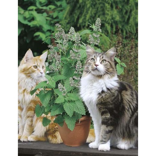 where to buy catnip seeds