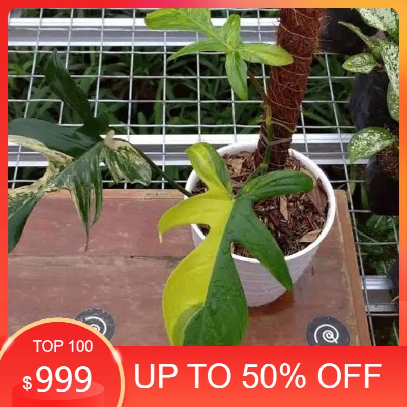 bonggol philodendron florida beauty varigata