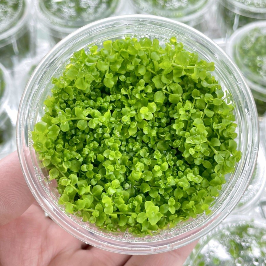 MONTE CARLO TANAMAN CARPET AQUASCAPE