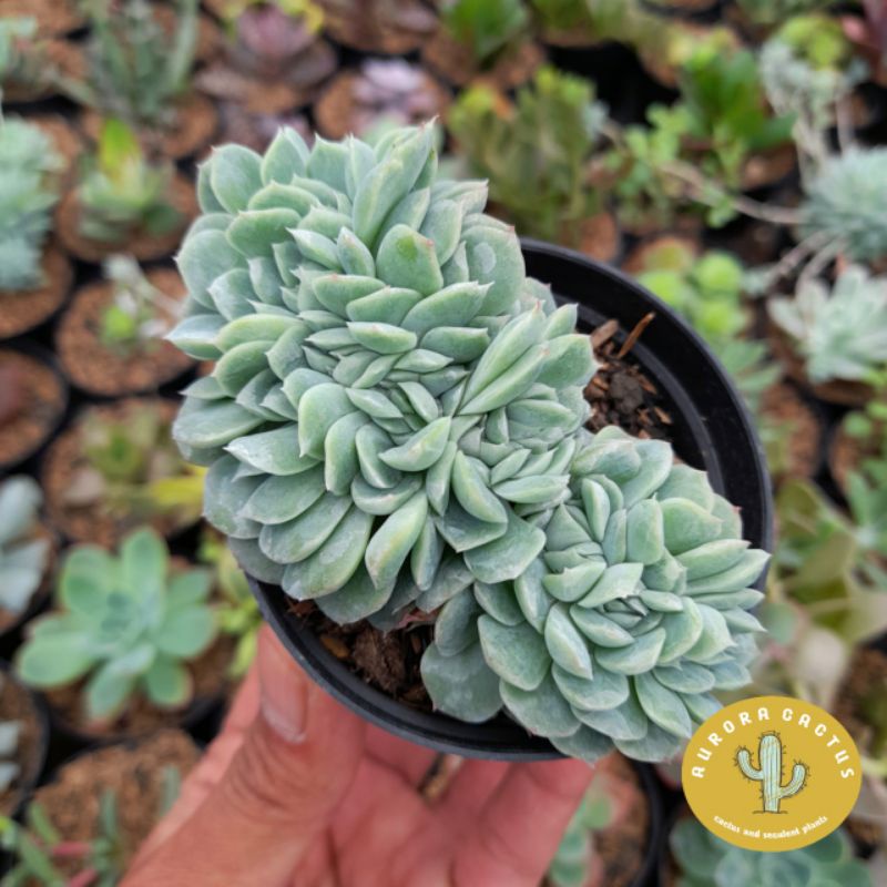 KAKTUS SKULEN echeveria elegans cristata