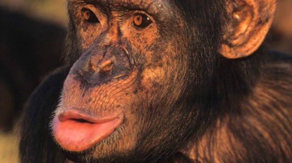 Brankas Model Buku Kamus / Security Dictionary Cash / Celengan / Kotak Perhiasan