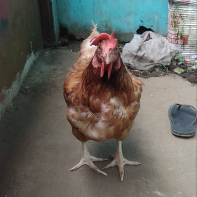 

Ayam potong petelor dan broiler super berat 2kg