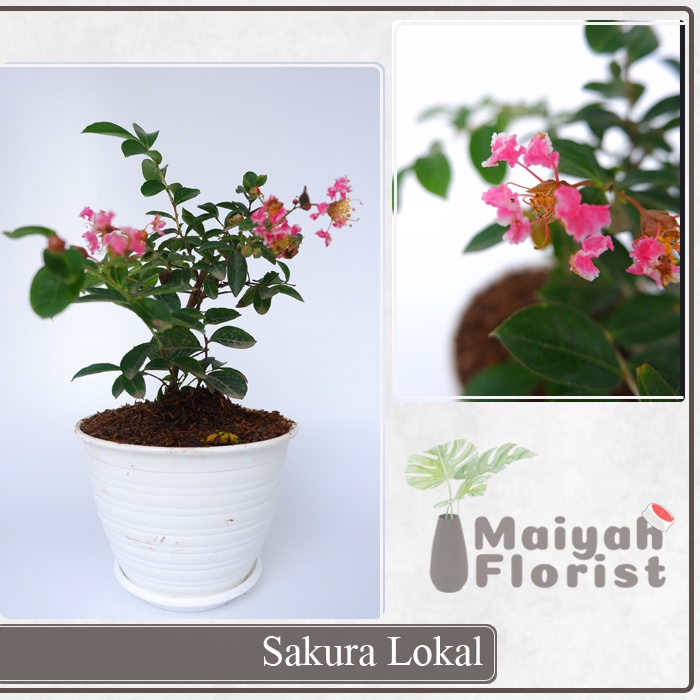 Bahan Bonsai Sakura Bungur Lokal - Lagerstroemia - Tanaman Hias