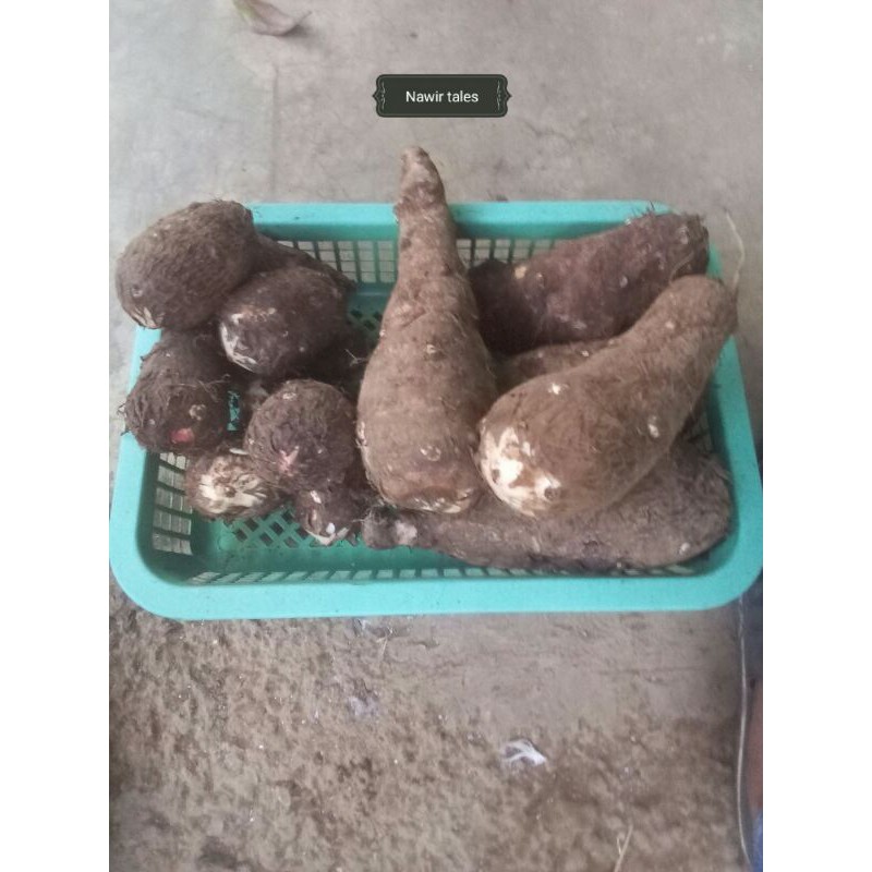 

UMBI TALAS