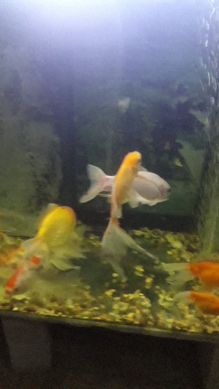 Gamis Kurung Batik Arai By Goldyna