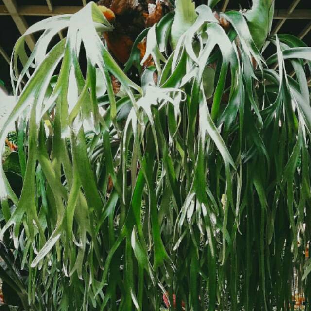 tanaman simbar tanduk rusa