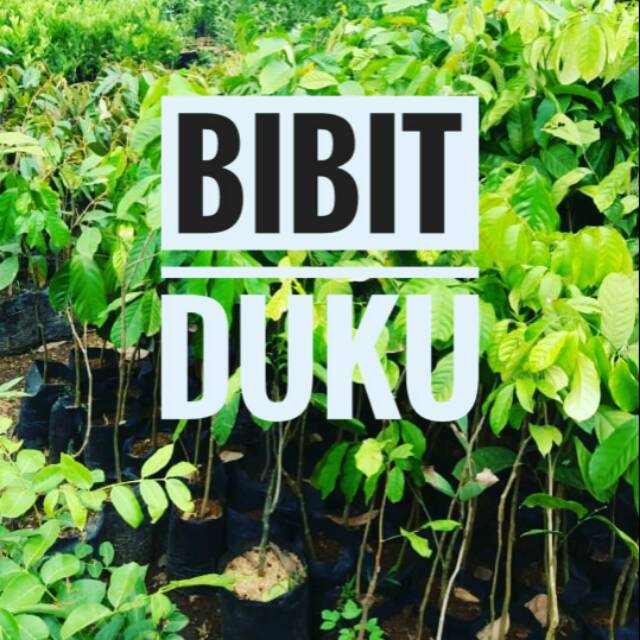 BIBIT DUKU STEK || BIBIT DUKU PALEMBANG