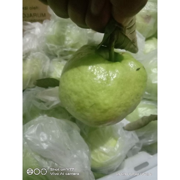 

Jambu Kristal mini