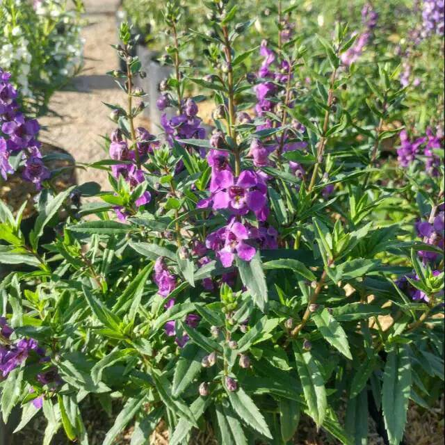 Bunga Lavender Lokal / ANGELONIA