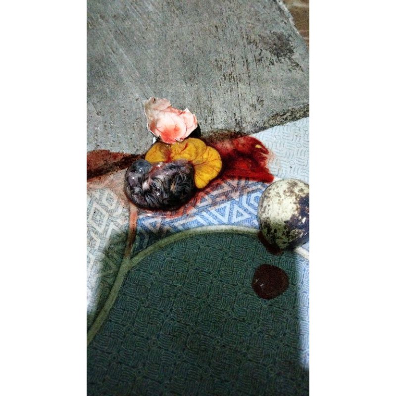 TAPUY (Embrio burung puyuh) Umpan Galatama Lele