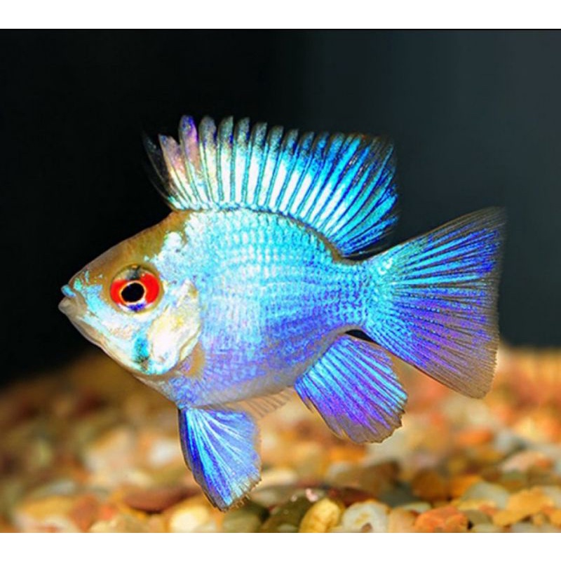Ikan hias blue elektrik ramirezi ikan hias aquascape