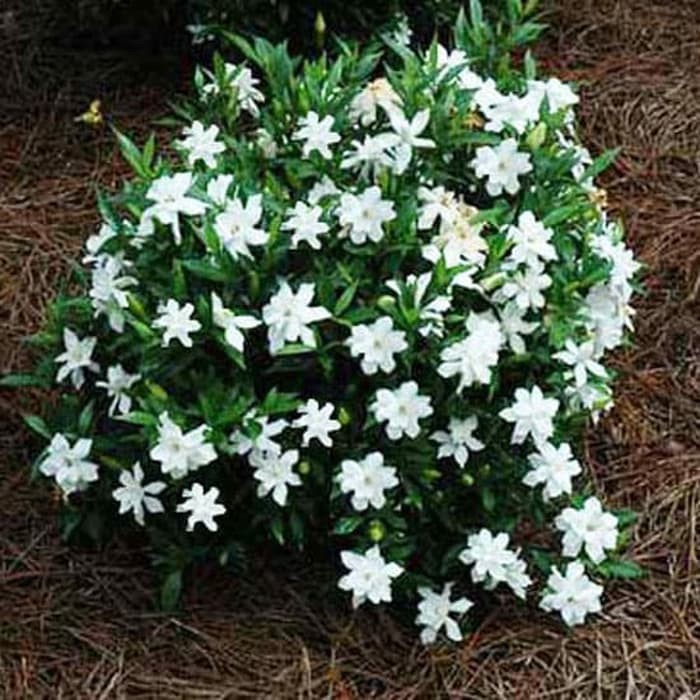  Tanaman Melati  kaca piring mini gardenia jasminoides 