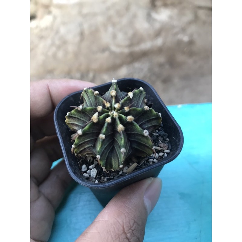 Kaktus LB 2178 Hybrid Variegata var varigata VOS