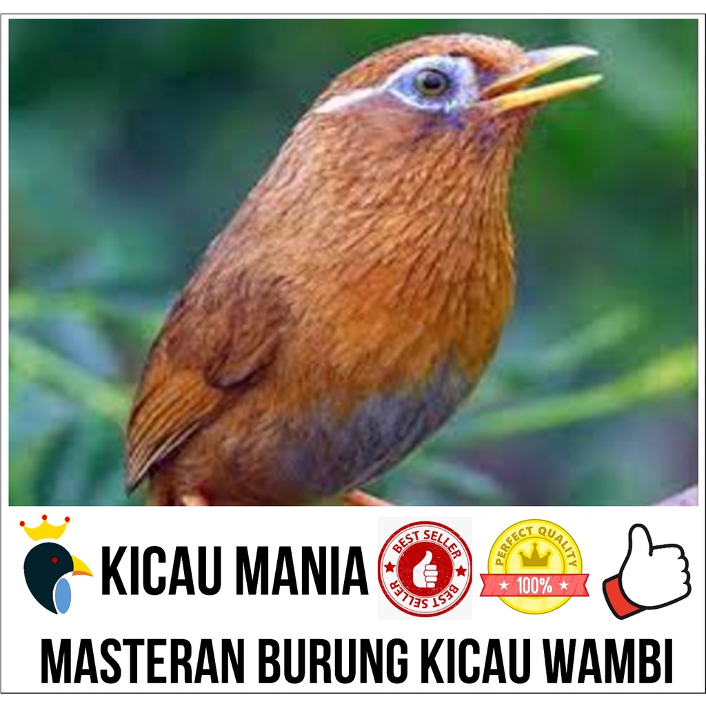 Masteran Burung Kicau Wambi Hwamei Gacor