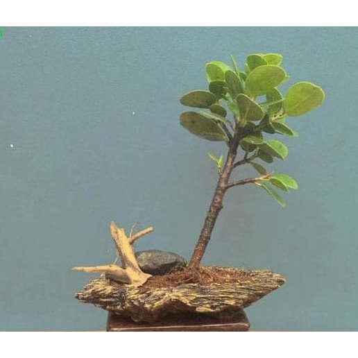 NH” BIBIT TANAMAN HIAS - BONSAI FICUS MICROCARPA (BAKALAN BONSAI) BIBIT BUAH