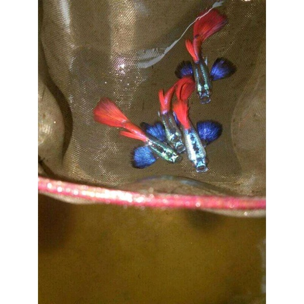 

ikan guppy platinum red tail dumbi ear (PRTDE)