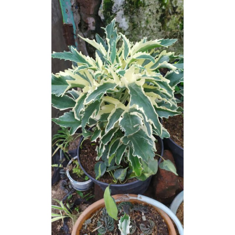 Tanaman hias Tiris Varigata/cocor bebek