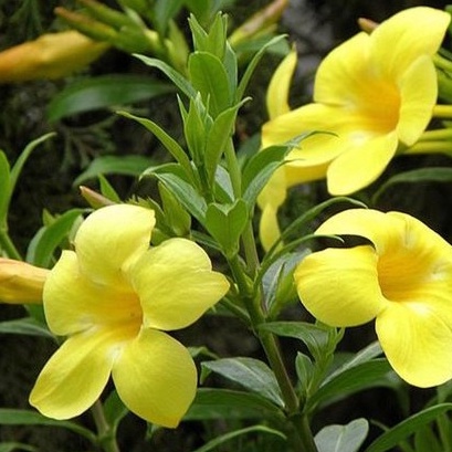 Tanaman hias bibit bunga alamanda kuning | Pohon bunga alamanda kuning