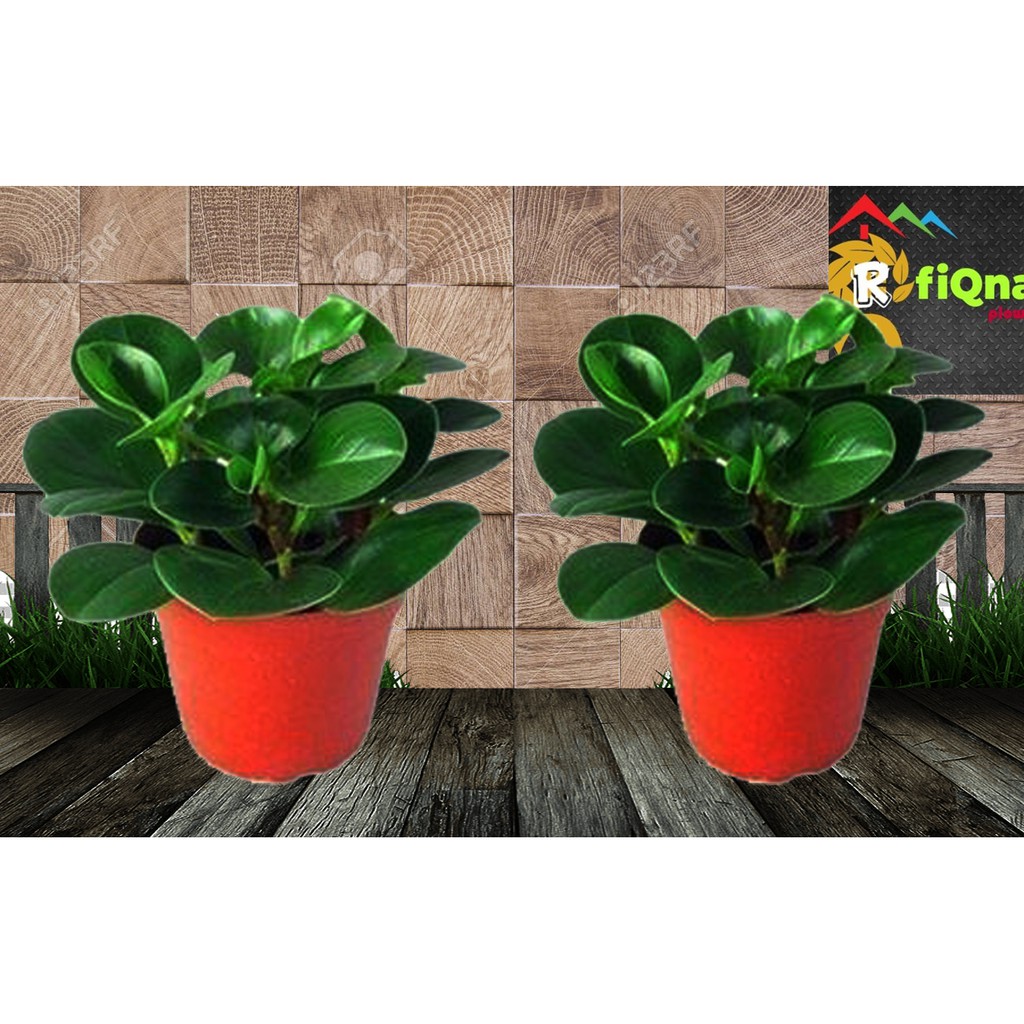 PEPEROMIA OBTISUPOLIA GREEN/teplan hijau/pohon teplan /teplan hijau