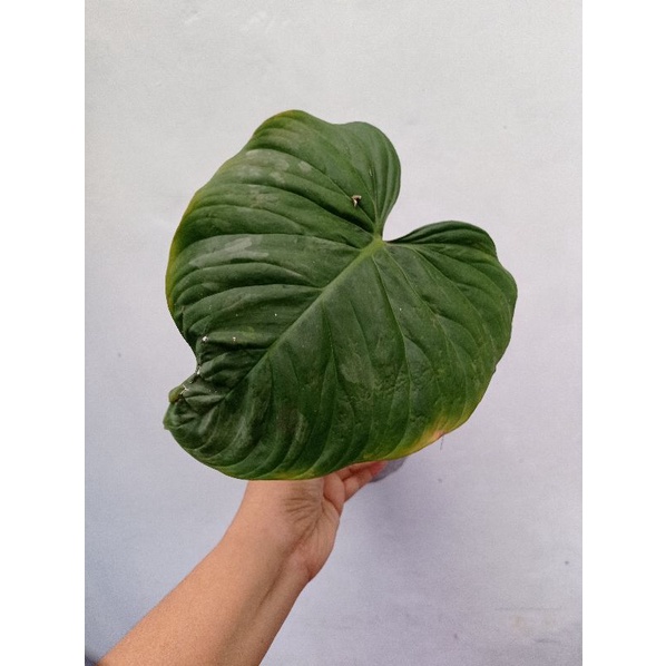 philodendron majestic